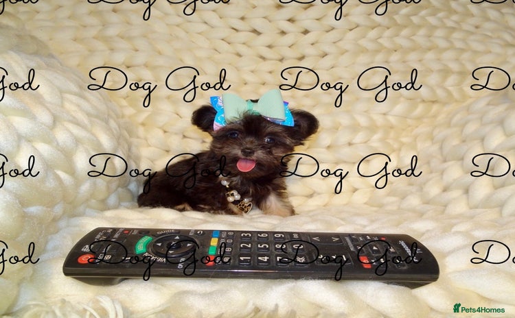 Mixed Breed dogs - Advert 11