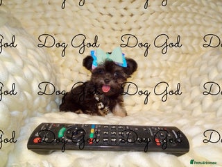 Mixed Breed dogs - Advert 2