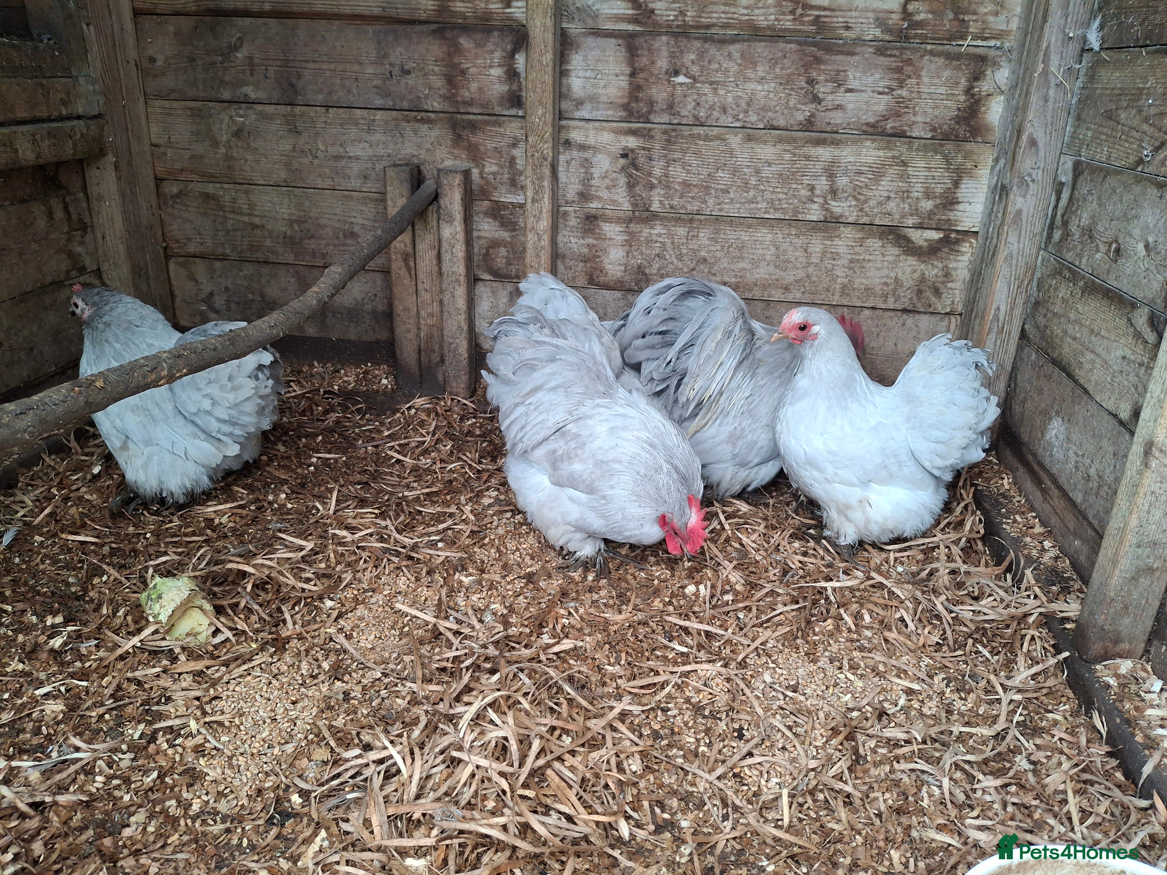 Chickens poultry Lavender Pekin Bantams  - Advert 1
