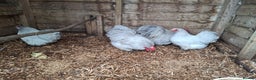 Chickens poultry for sale: Lavender Pekin Bantams  - Advert 1