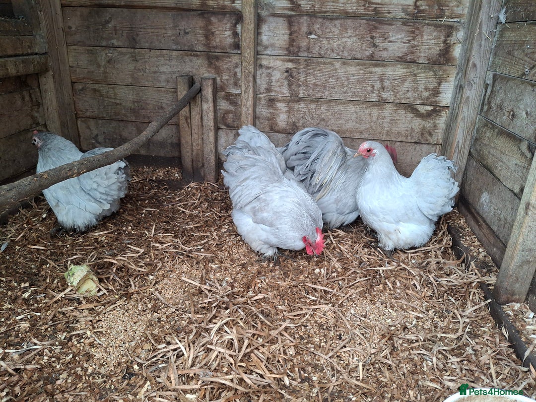 Chickens poultry for sale: Lavender Pekin Bantams  - Advert 1