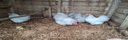 Chickens poultry for sale: Lavender Pekin Bantams  - Advert 1