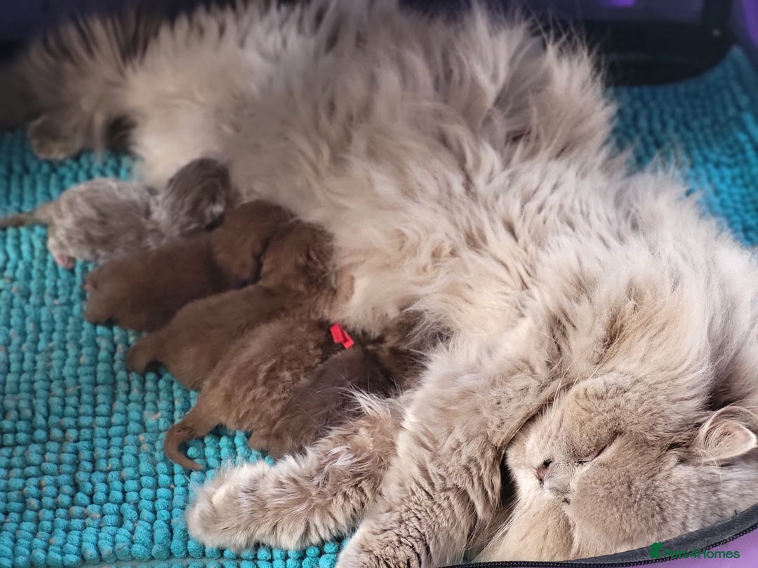 British Longhair cats for sale: Stunning Cinnamon Tica Registered Boy - Image 6