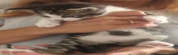 European cats for sale: 2 Beautiful Boy Tabby's  - Advert 1