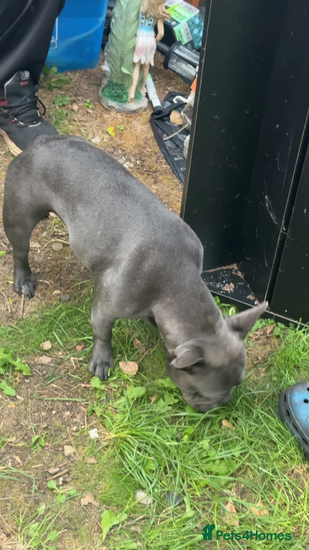 French Bulldog dogs for sale: French bulldog  - Advert 3
