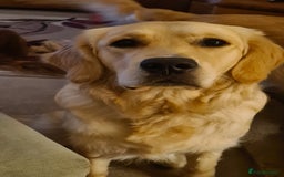 Golden Retriever dogs for stud: Duke, Proven KC registered  for stud. in Faringdon - Image 10
