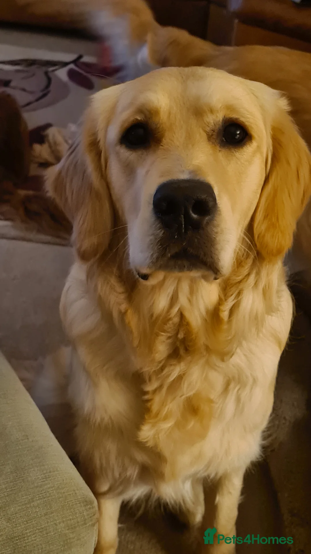 Golden Retriever dogs for stud: Duke, Proven KC registered  for stud. in Faringdon - Advert 10
