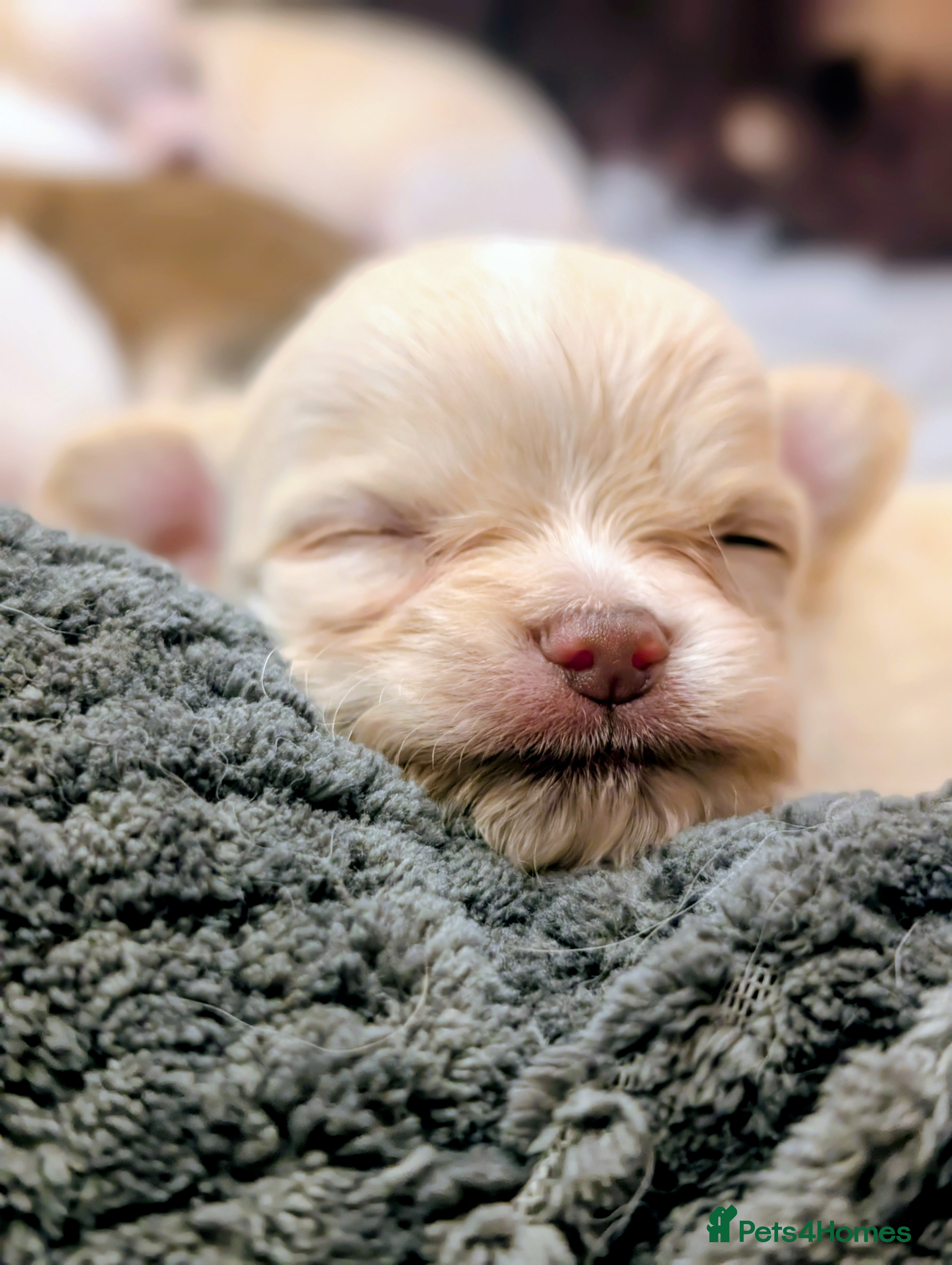 Chihuahua dogs  3 ABSOLUTELY GORGEOUS CHIHUAHUA PUPPIES FOR SALE - Advert 6