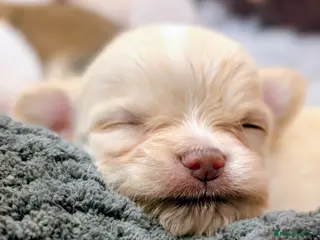 Chihuahua dogs 3 ABSOLUTELY GORGEOUS CHIHUAHUA PUPPIES FOR SALE - Advert 6