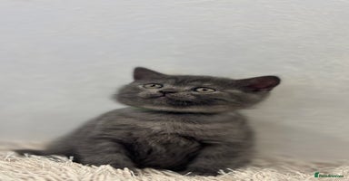 British Shorthair cats - Advert 12