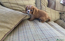 Cavalier King Charles Spaniel dogs for sale: KC ruby pups from health tested parents - Image 6
