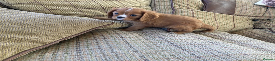 Cavalier King Charles Spaniel Puppy 5