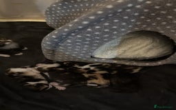 Mixed Breed cats for sale: British short/long hair x kittens ready to go  - Image 14