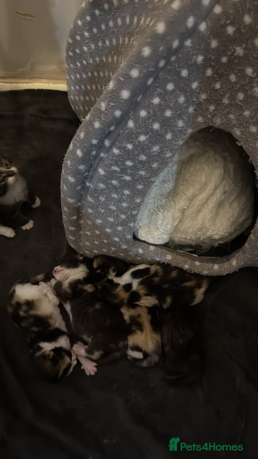 Mixed Breed cats for sale: British short/long hair x kittens ready to go  - Image 14