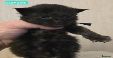 Maine Coon cats - Advert 5