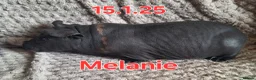 Guinea Pig rodents for sale: Skinny pig sows - Advert 3