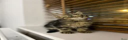 Mixed Breed cats for sale: Adorable Kittens Ready for Their Forever Homes🐾 - Advert 26