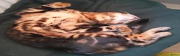 Bengal cats for sale: Pure Bread Glitter Marble Bengal in March - Advert 6