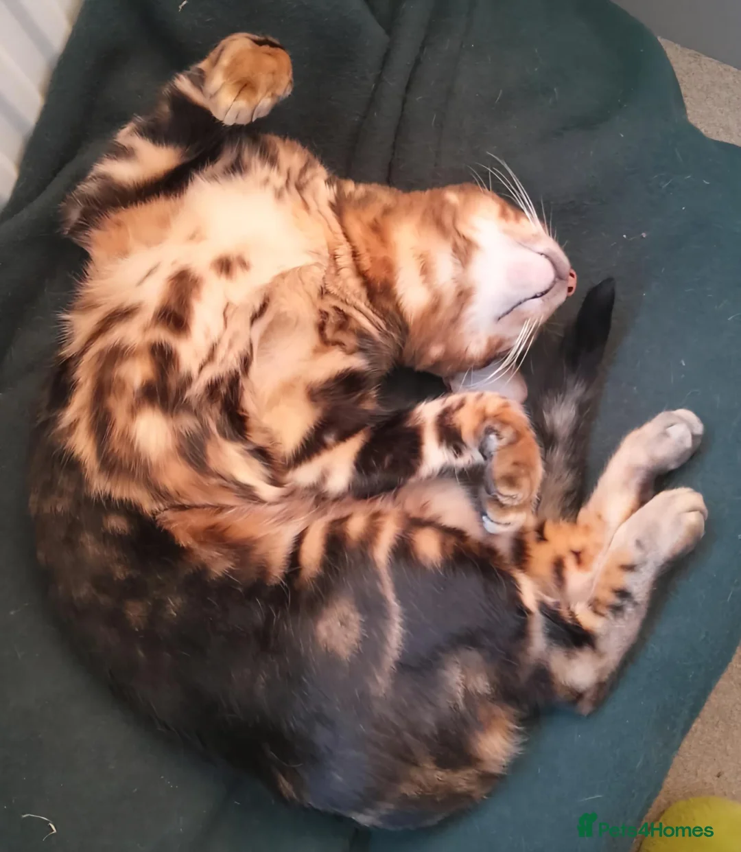 Bengal cats for sale: Pure Bread Glitter Marble Bengal in March - Advert 6