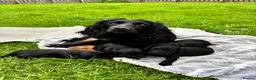 Cockapoo dogs for sale: F1 Cockapoo Pups! - Advert 4