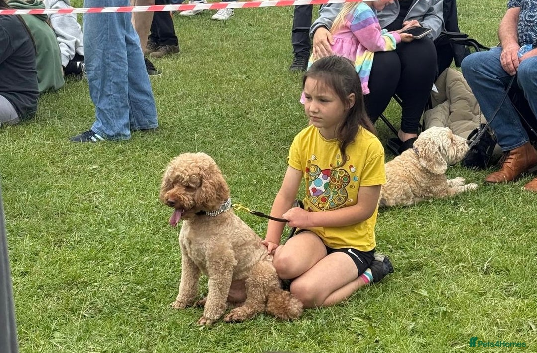 Miniature Poodle dogs for sale:    Red Miniature Poodle Boy - Image 1