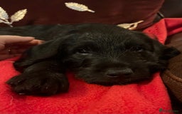 Jackapoo dogs for sale: ✨ Gorgeous Jackapoo puppies ready to leave now ✨ - Advert 16