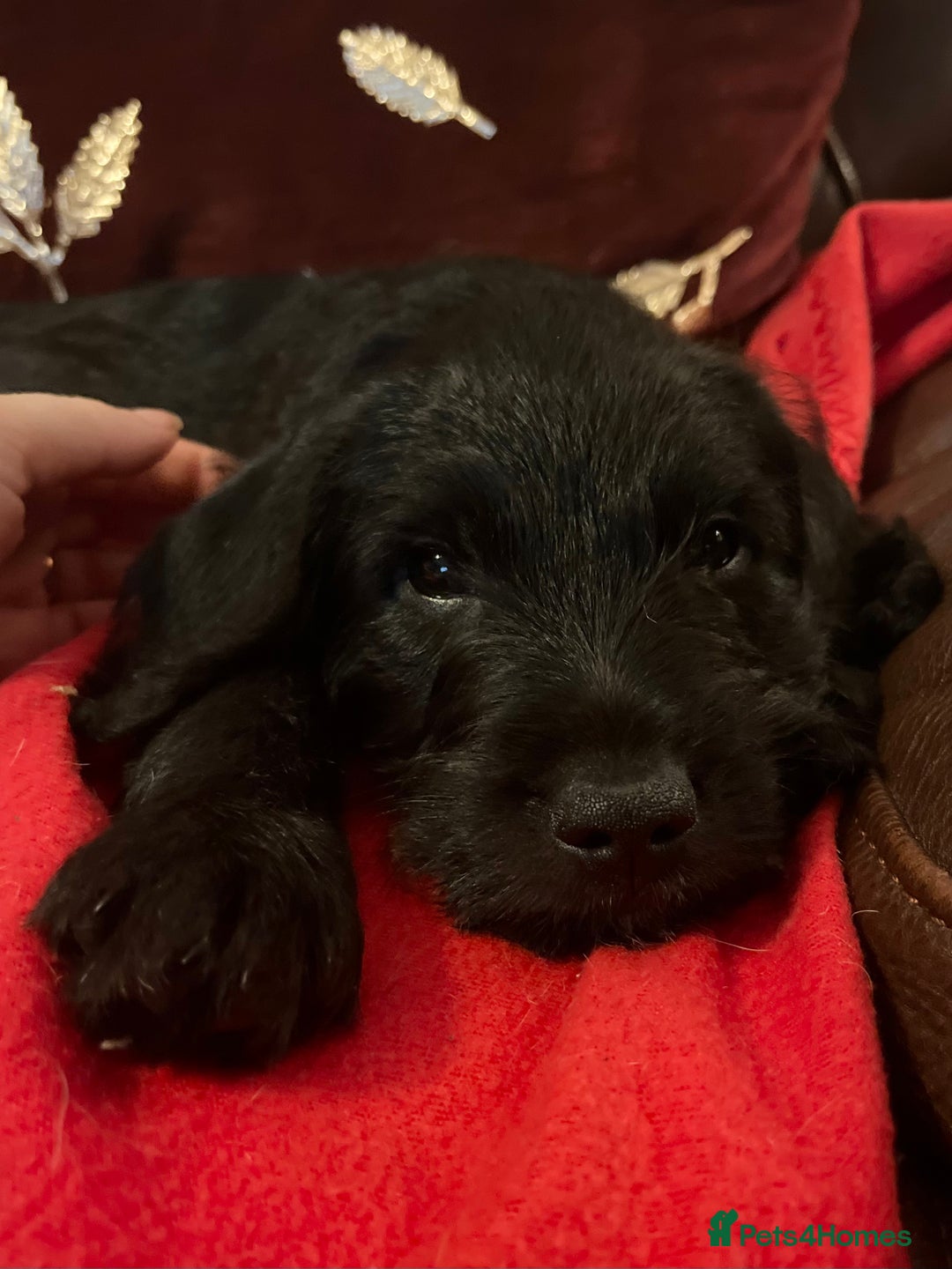 Jackapoo dogs for sale: ✨ Gorgeous Jackapoo puppies ready to leave now ✨ - Advert 16