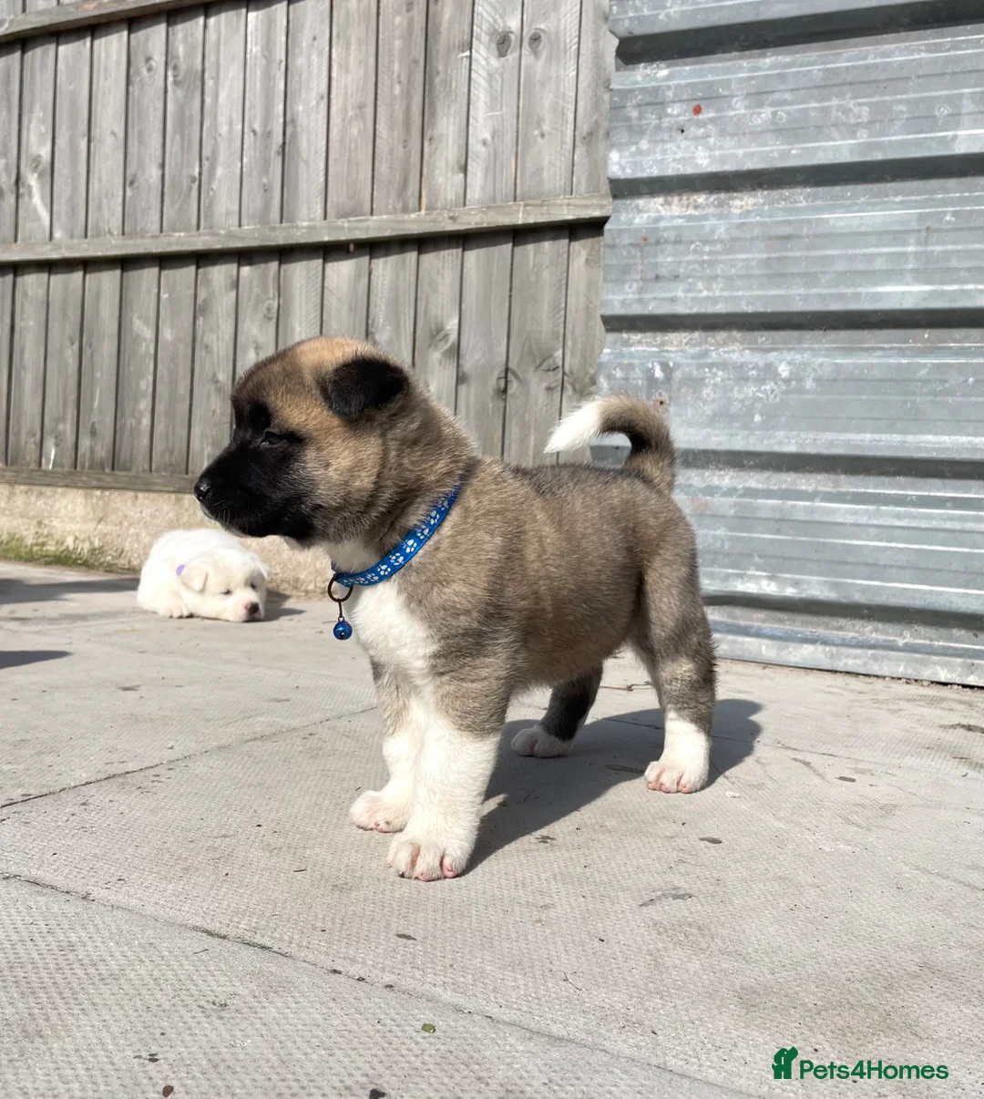 Akita dogs for sale: Akita puppys for sale - Advert 37