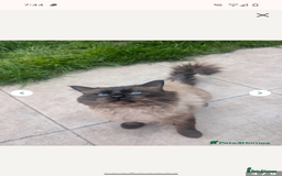 Ragdoll cats for sale: Absolutely gorgeous ragdoll kittens - Image 7