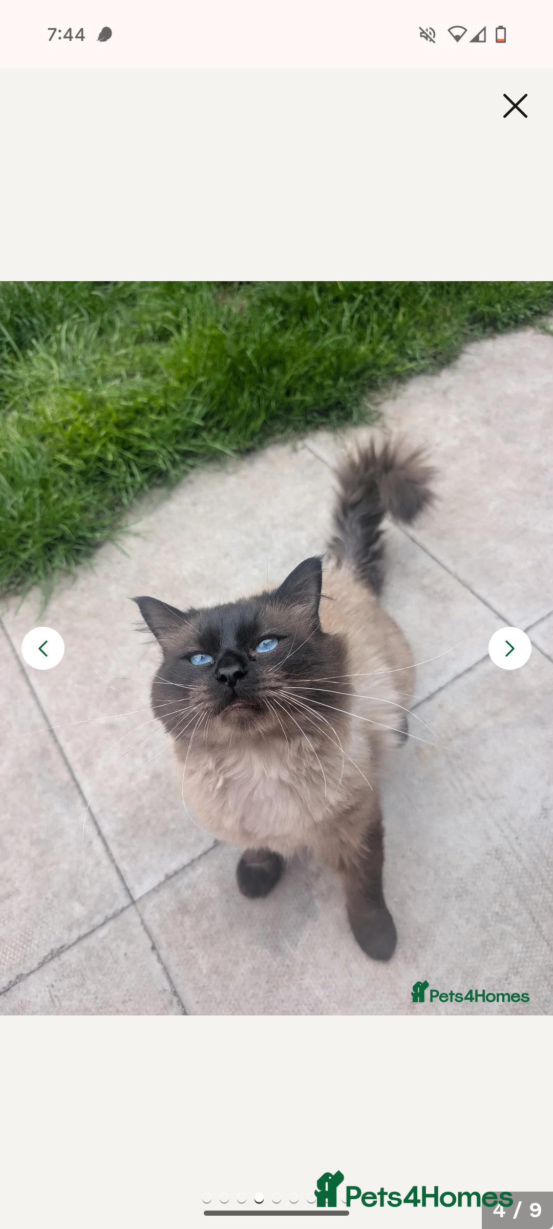 Ragdoll cats for sale: Absolutely gorgeous ragdoll kittens - Image 7