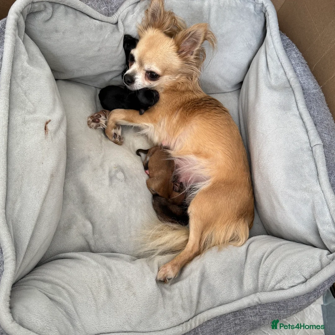 Chihuahua dogs for sale: KC reg Long hair tiny chihuahua for sale  - Advert 2