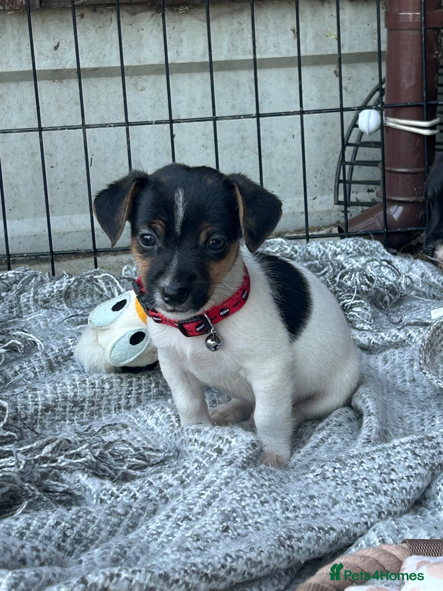 Jack Russell dogs 🐶 Gorgeous Jack Russell Puppies 🐶 - Advert 4