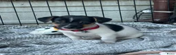 Jack Russell dogs for sale: 🐶 Gorgeous Jack Russell Puppies 🐶 - Advert 1