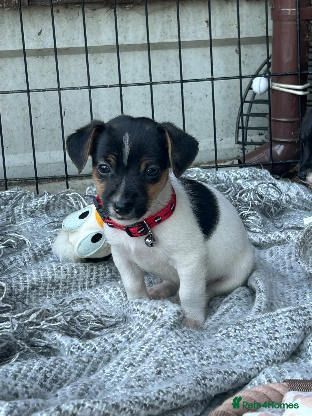 Jack Russell dogs for sale: 🐶 Gorgeous Jack Russell Puppies 🐶 - Advert 1