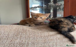 Mixed Breed cats for sale: Beautiful little kittens - Image 11