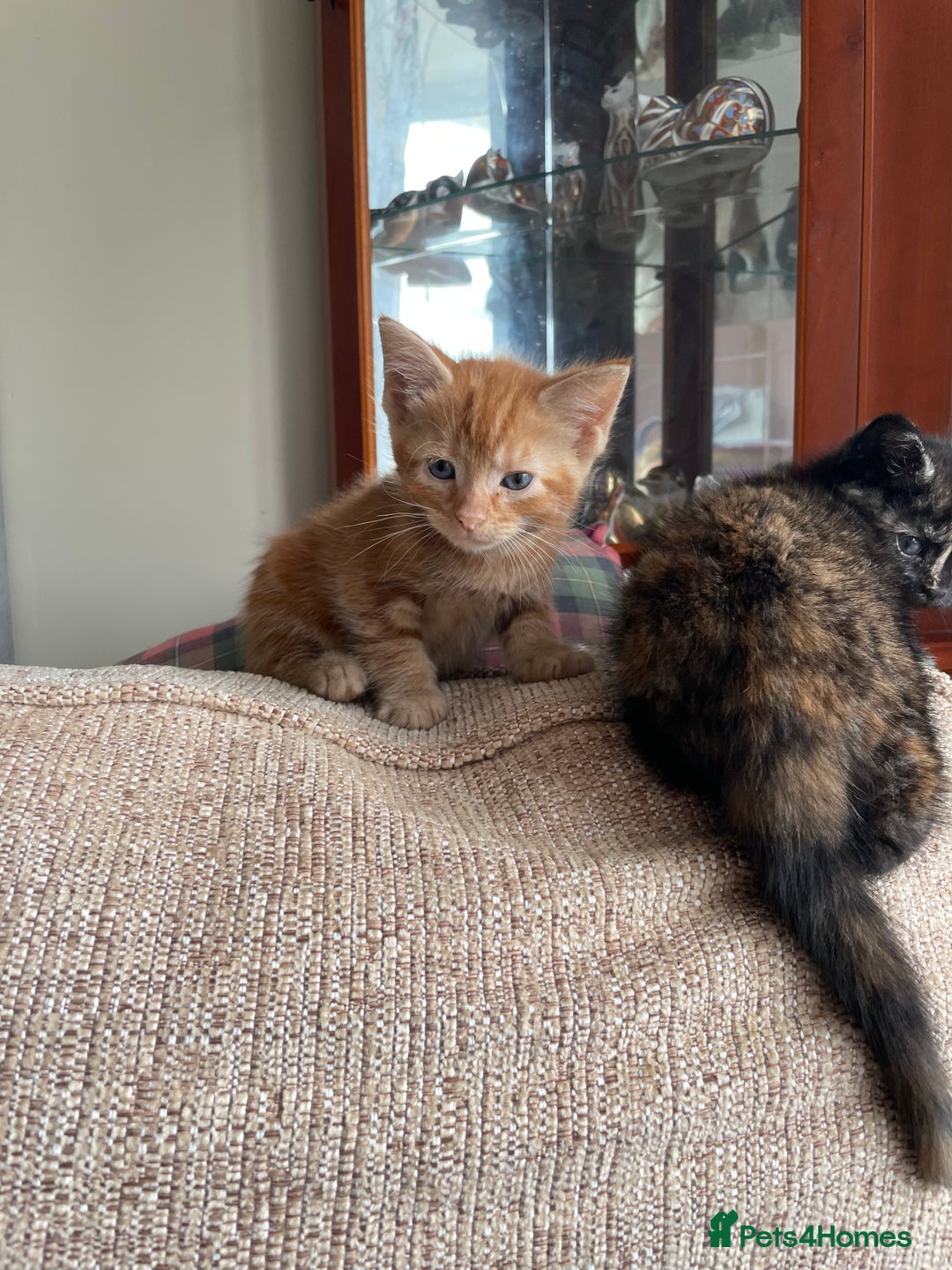 Mixed Breed cats for sale: Beautiful little kittens - Image 11