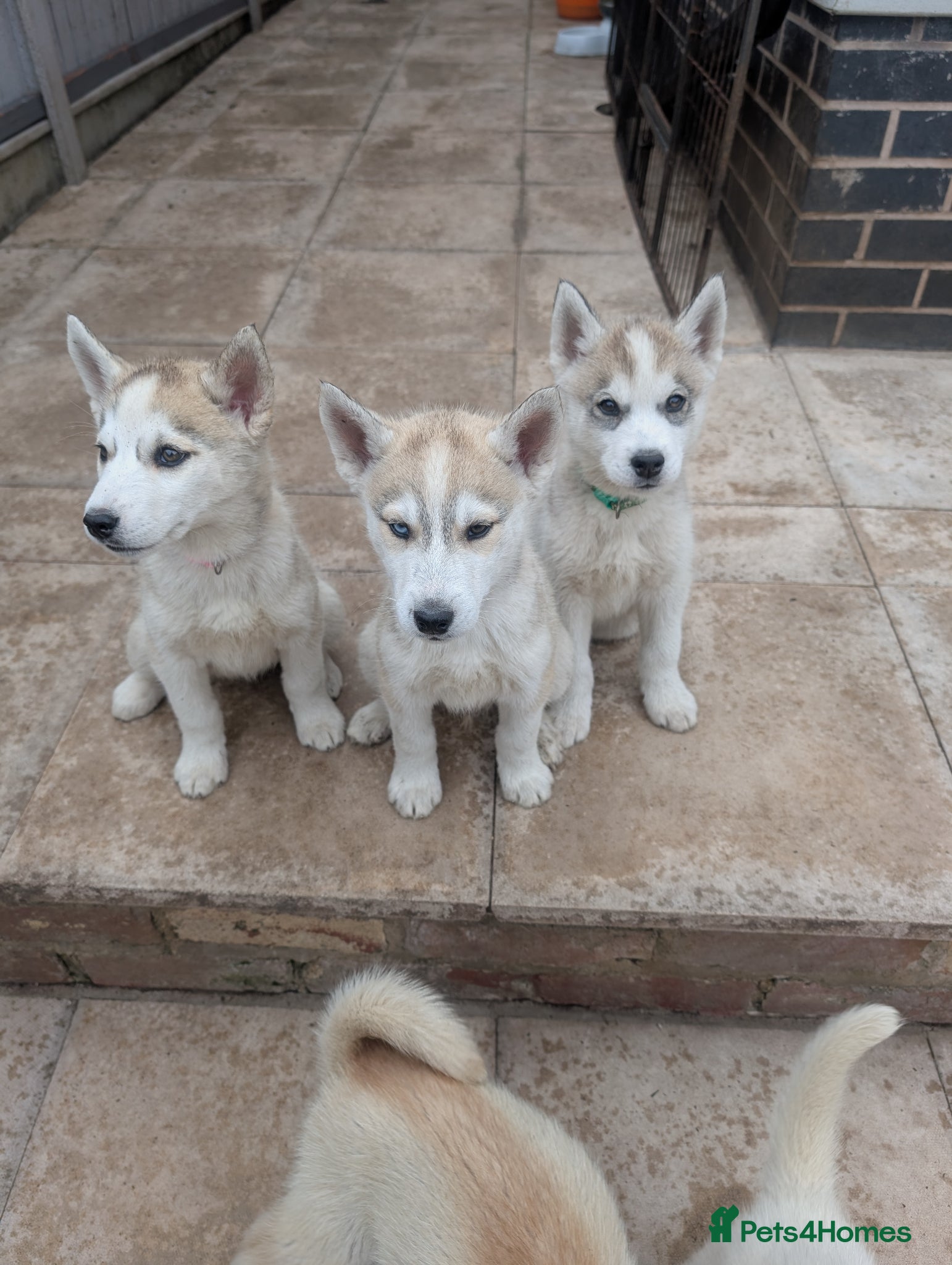 Siberian Husky dogs for sale: Siberian Husky puppies - Advert 16