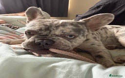 French Bulldog dogs for stud: Rolo Boy ready for the ladies 😍 - Image 11