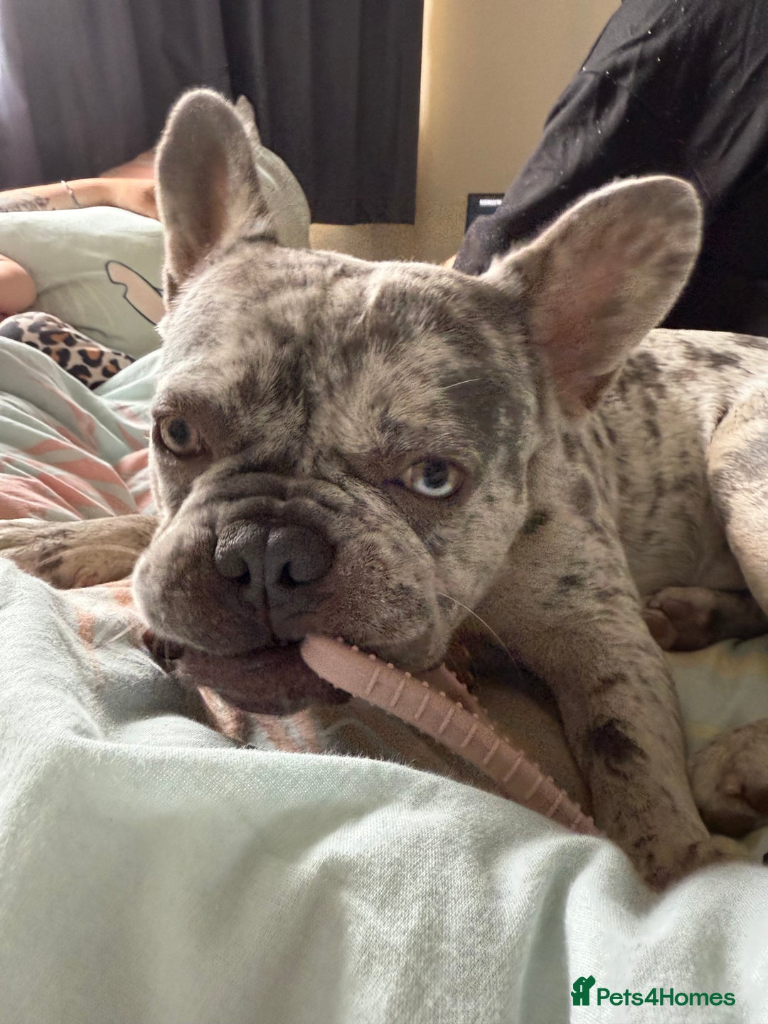 French Bulldog dogs for stud: Rolo Boy ready for the ladies 😍 - Image 11