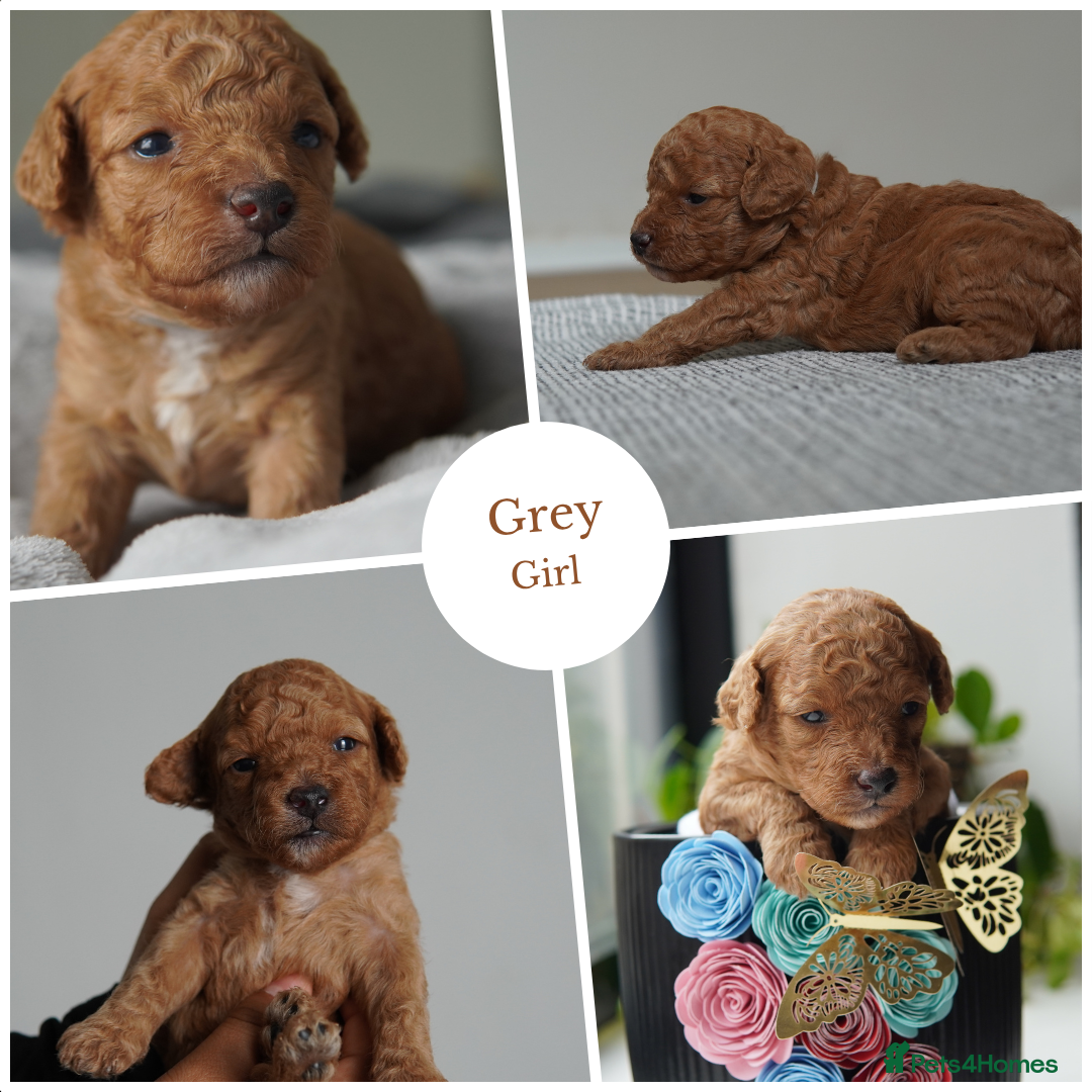 Cavapoo dogs for sale: Beautiful toy Cavapoo puppies 🐶 🐾 - Image 8