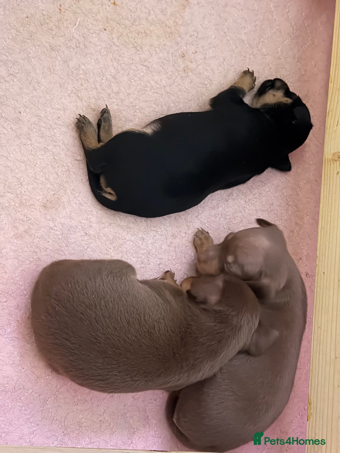 Russian Toy Terrier dogs for sale: Cutest little friend for life  - Advert 9