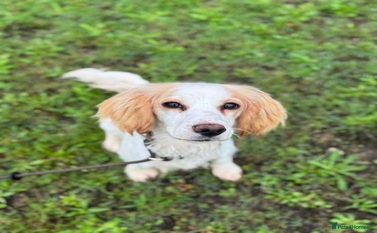 Cocker Spaniel dogs - Advert 10