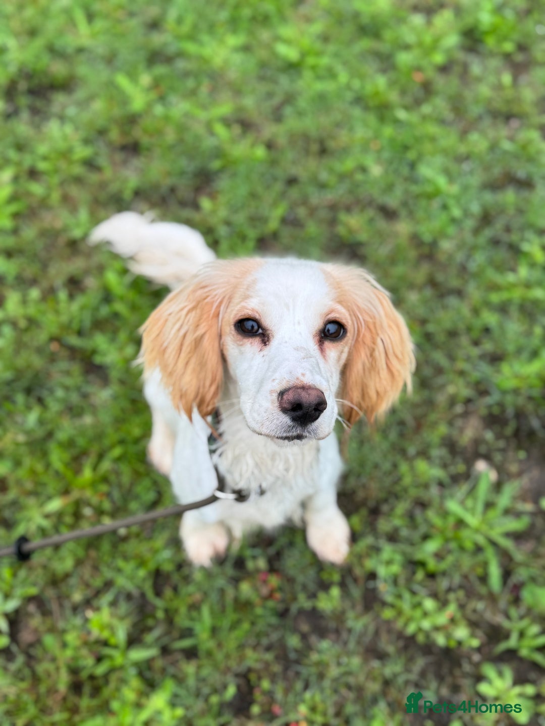 Cocker Spaniel dogs for sale: 11 Month Old Cocker Spaniel Bitch - Image 1