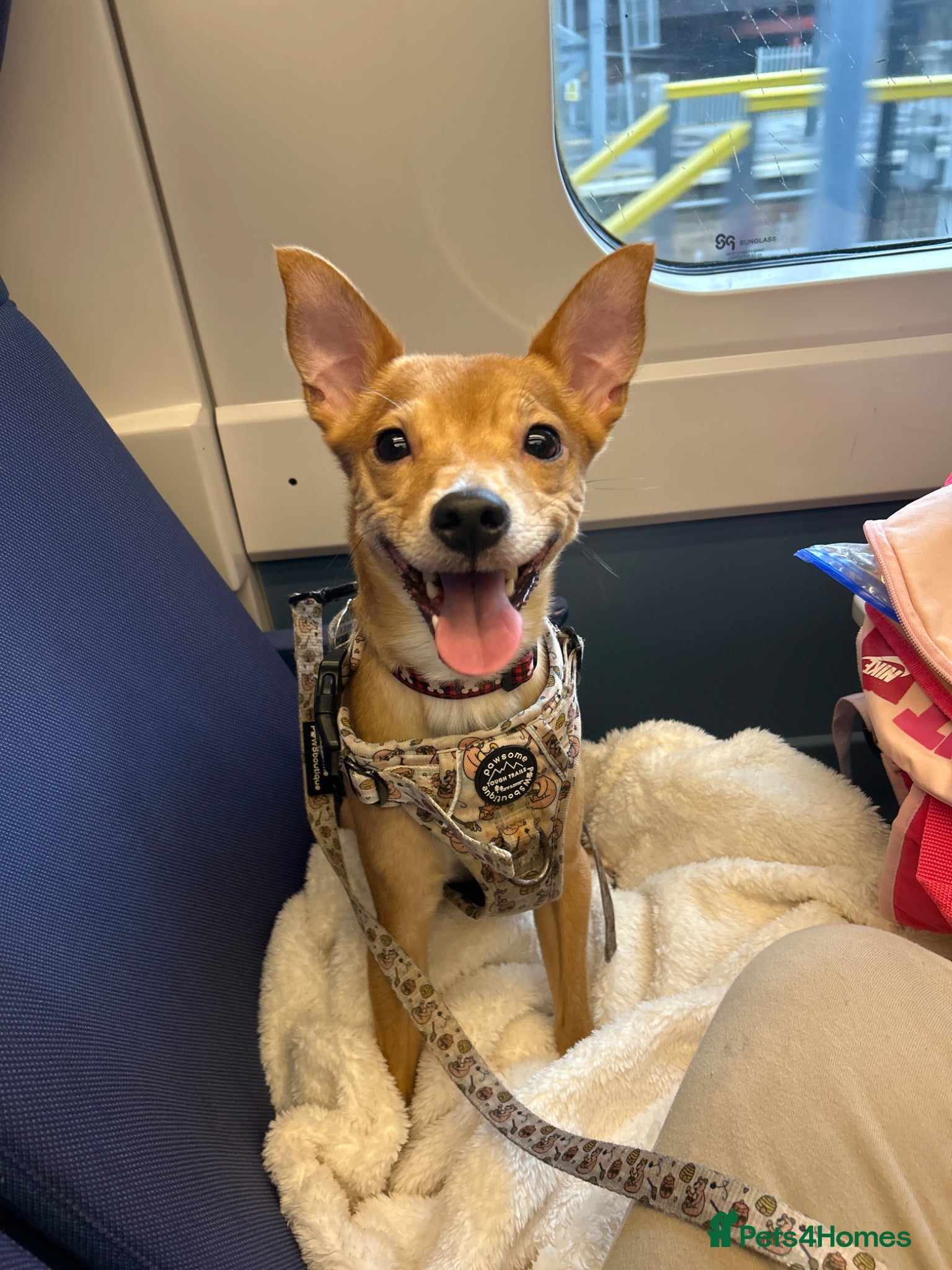Mixed Breed dogs Koda, Chihuahua x pom x jack russell  - Advert 12