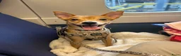 Mixed Breed dogs for sale: Koda, Chihuahua x pom x jack russell  - Advert 1