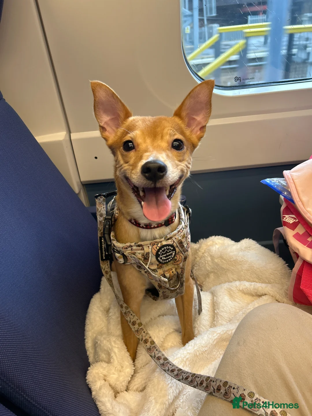 Mixed Breed dogs for sale: Koda, Chihuahua x pom x jack russell  - Advert 1