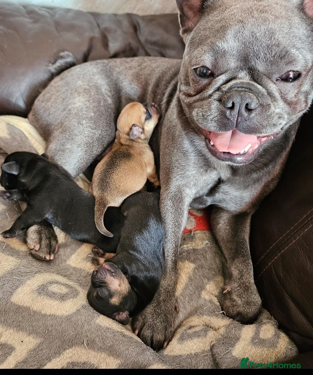 Mixed Breed dogs Last female  - Advert 2
