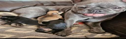 Mixed Breed dogs for sale: Last female  - Advert 1