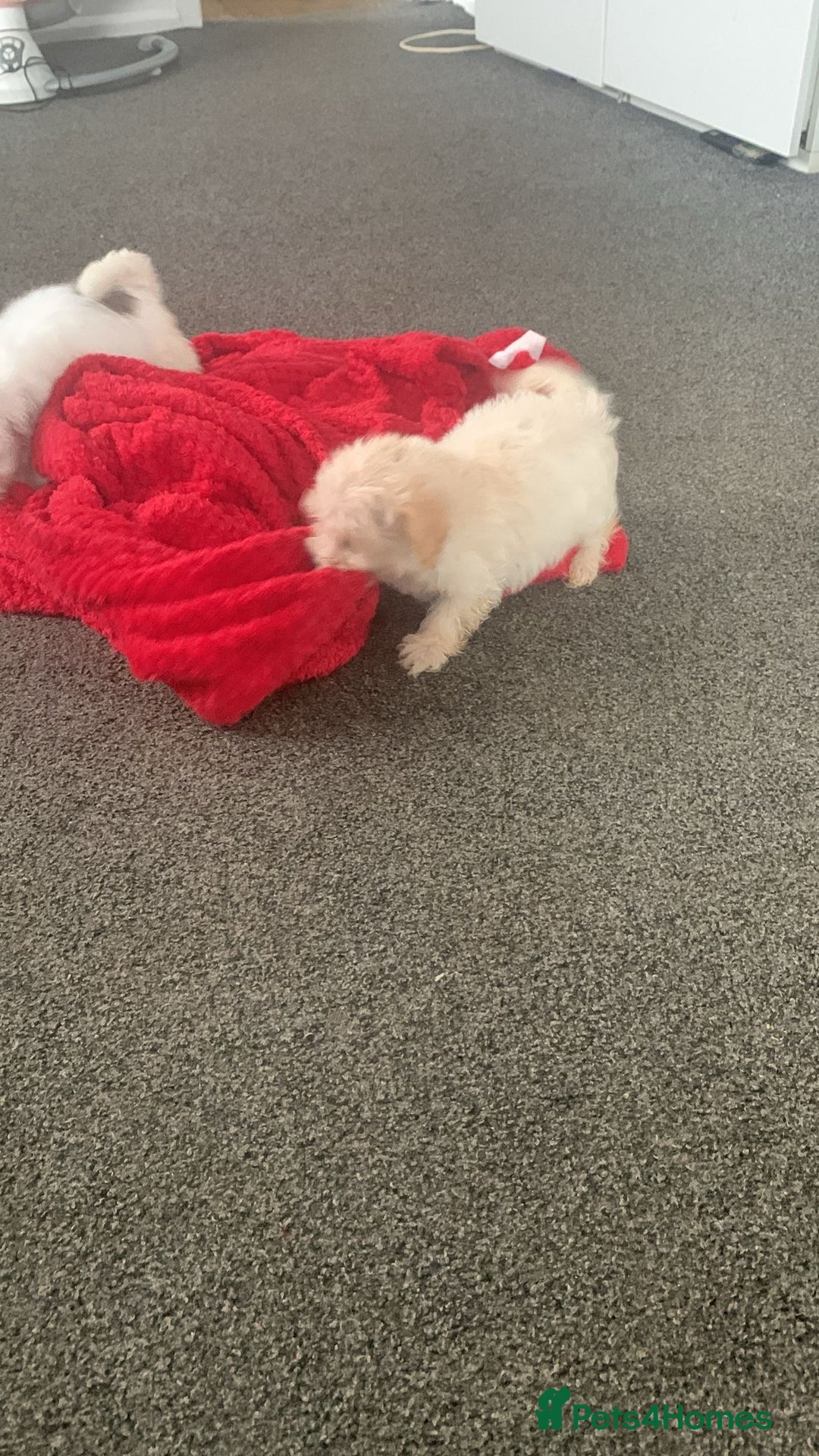 Maltipoo dogs for sale: 4 beautiful maltipoos  - Image 7