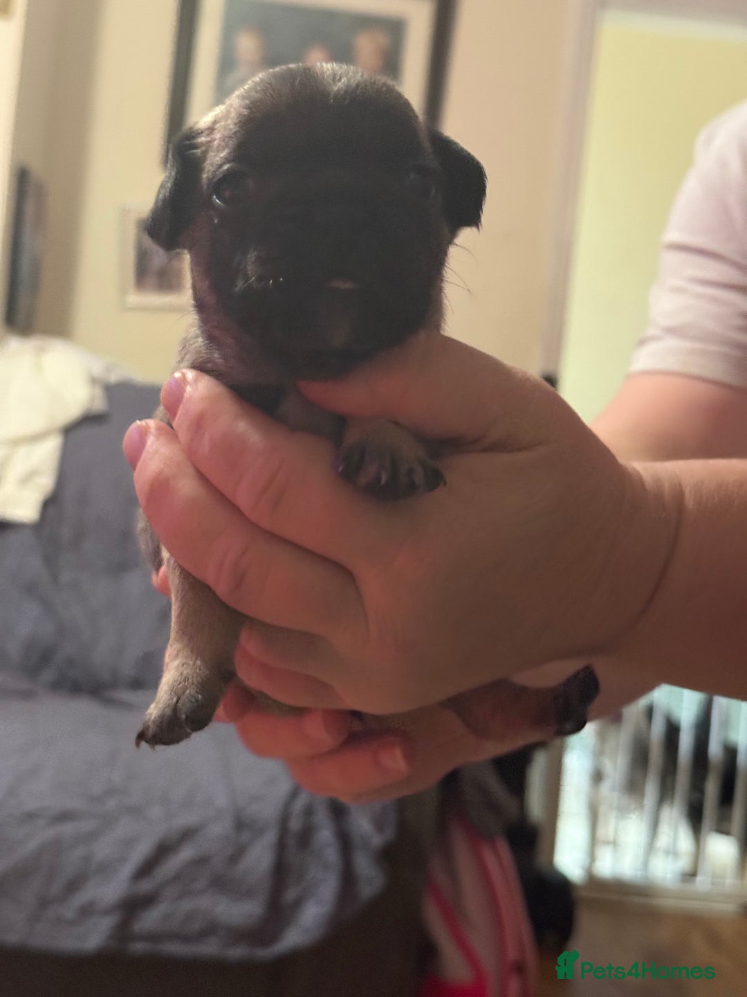 French Bulldog dogs for sale: Adorable French bulldogs puppies-ready soon - Image 6